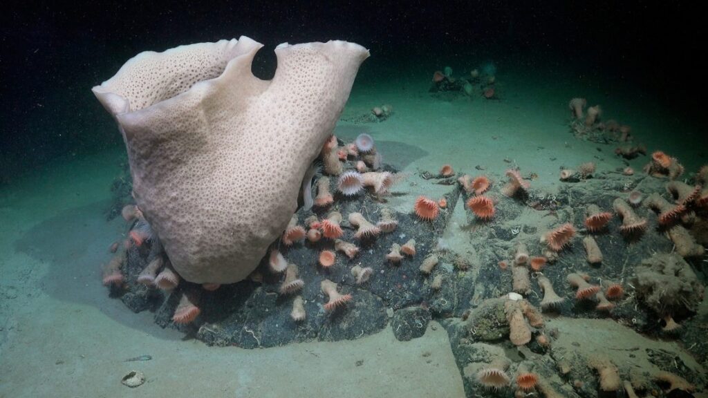sponge anemone